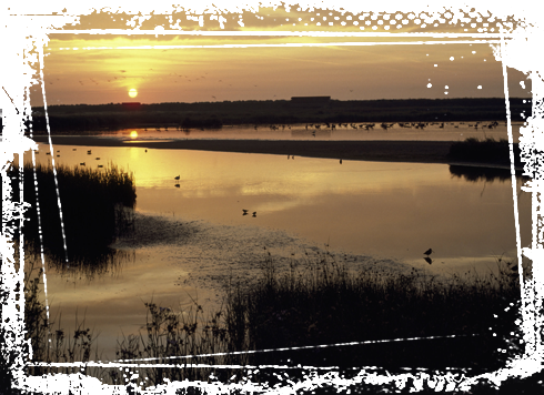 Visit RSPB Minsmere